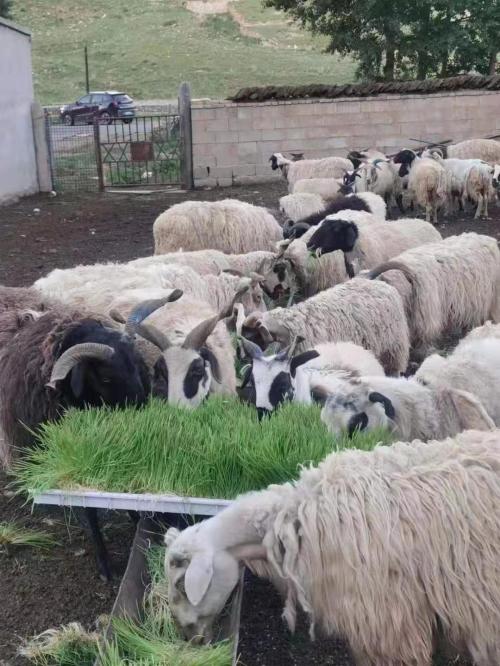 Hydroponic Fodder System
